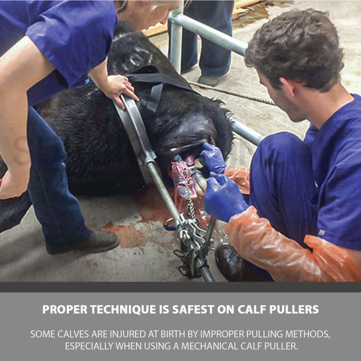 Ratchet Style Calf Puller 67″ With Bag Heavy Duty Calving Extractor Stainless Steel Surgical Veterinary Instruments